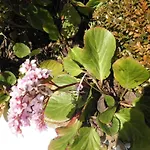 Πανσιόν Cabeca Da Velha