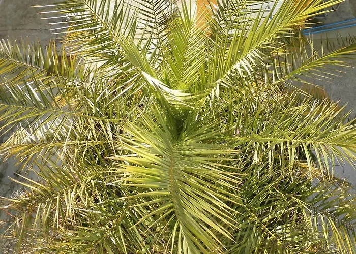 Cabeca Da Velha Gæstehus