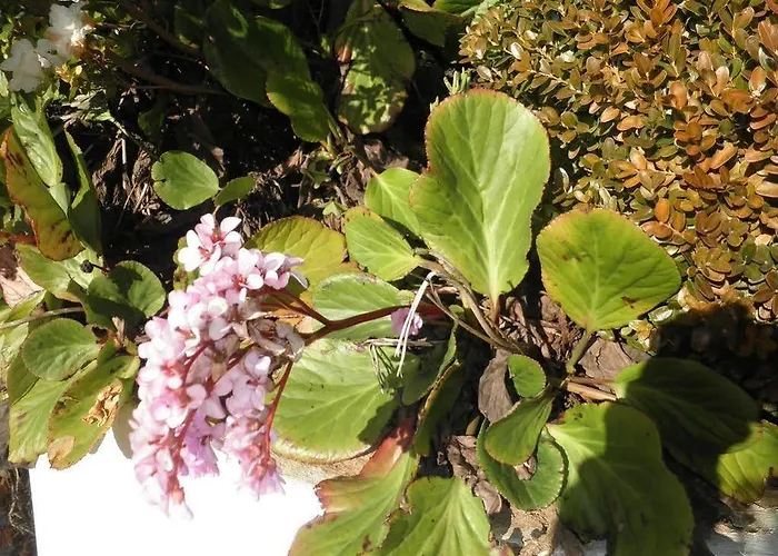 Gæstehus Cabeca Da Velha