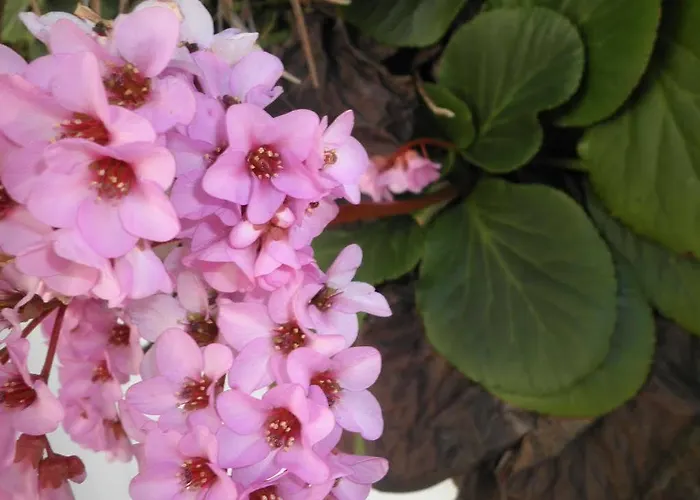 Gæstehus Cabeca Da Velha Seia